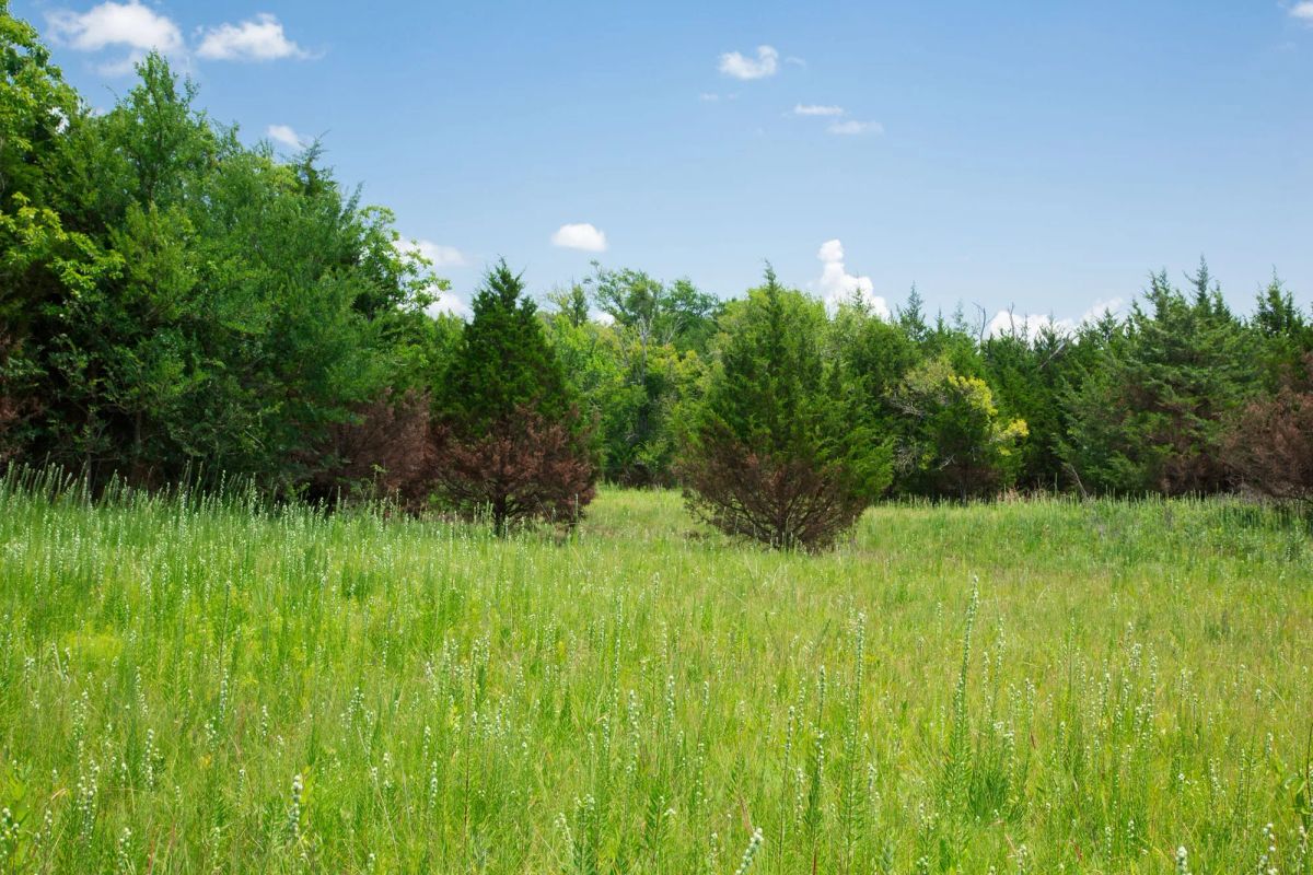 Decorative background for Deep Fork Ranch Tract 14 image 9