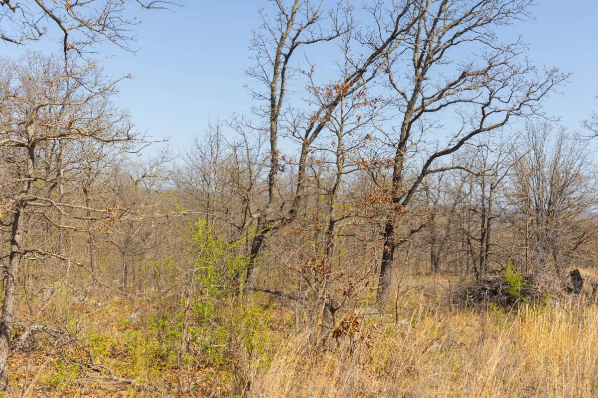 JLH Estates Tract 4 - Image 3