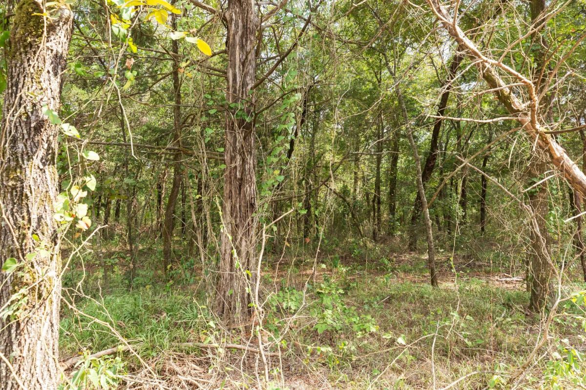 Decorative background for Stone Bridge Phase V Tract 409 image 6
