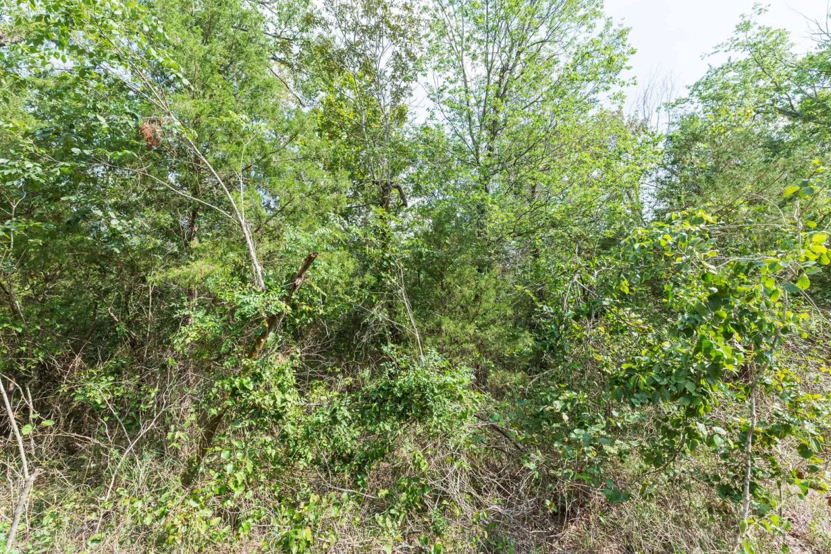 Decorative background for Stone Bridge Phase V Tract 409 image 12