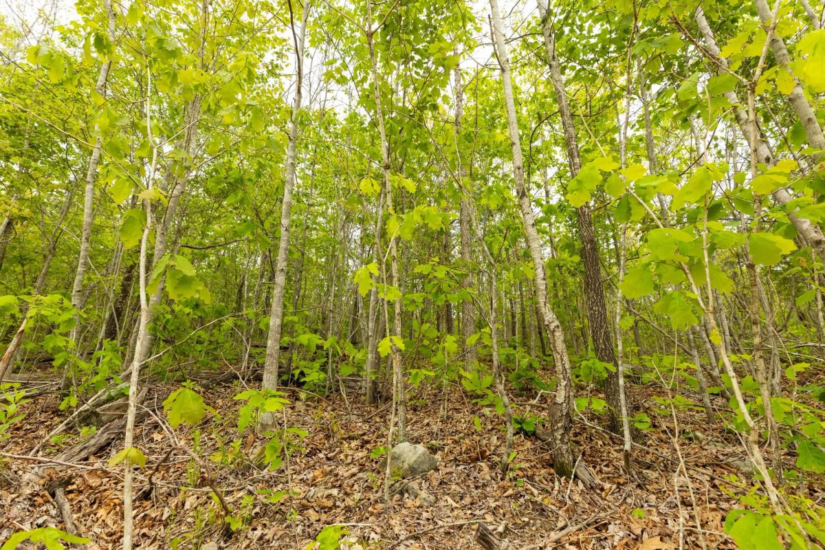 Double S Ranch Tract 7 - Image 3