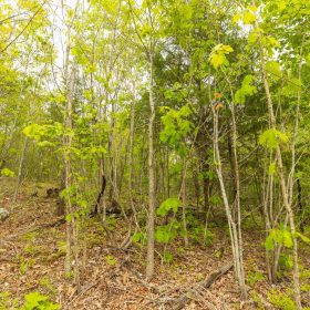 Double S Ranch Tract 7 in Reynolds County, MO