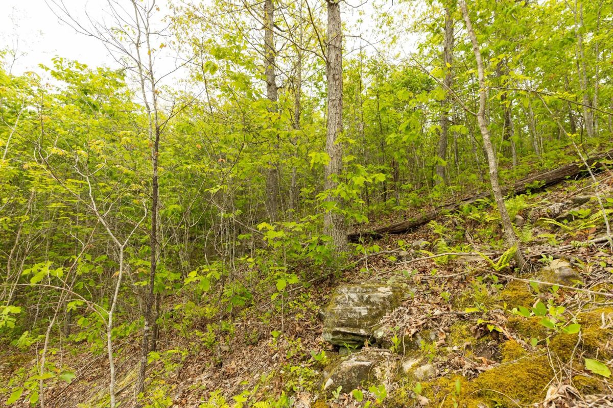 Decorative background for Double S Ranch Tract 7 image 5