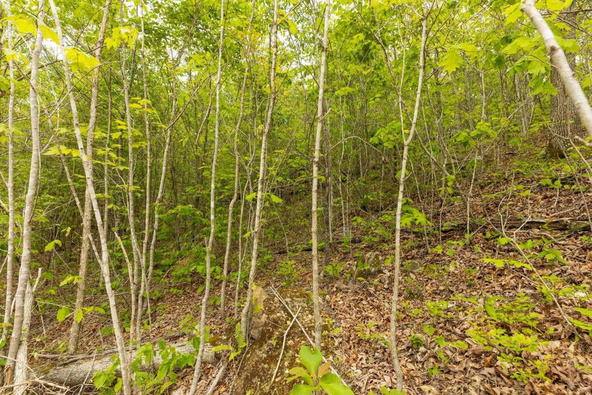 Decorative background for Double S Ranch Tract 7 image 7