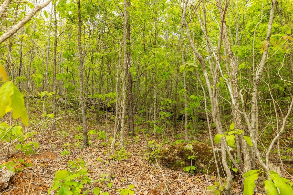 Decorative background for Double S Ranch Tract 7 image 8