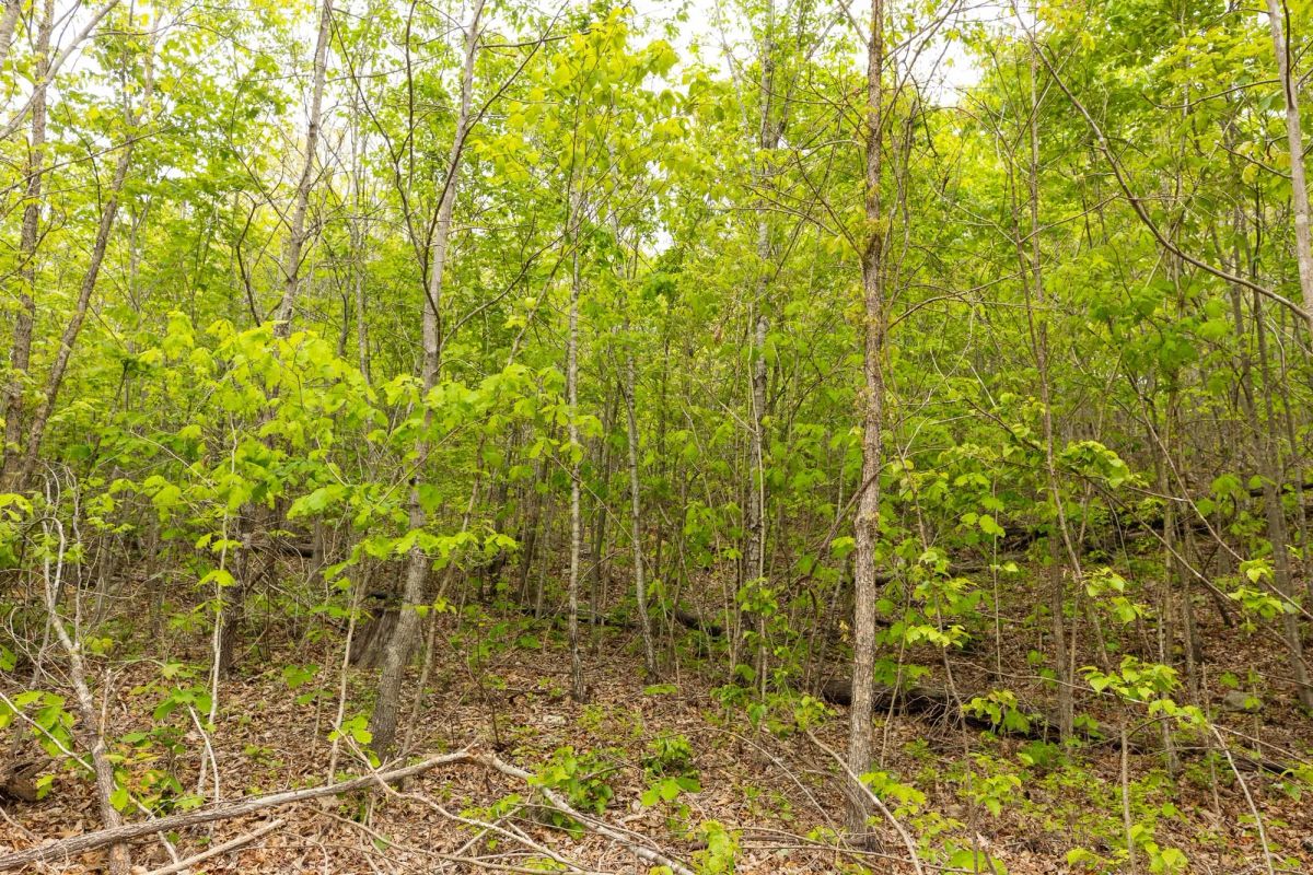 Decorative background for Double S Ranch Tract 7 image 9