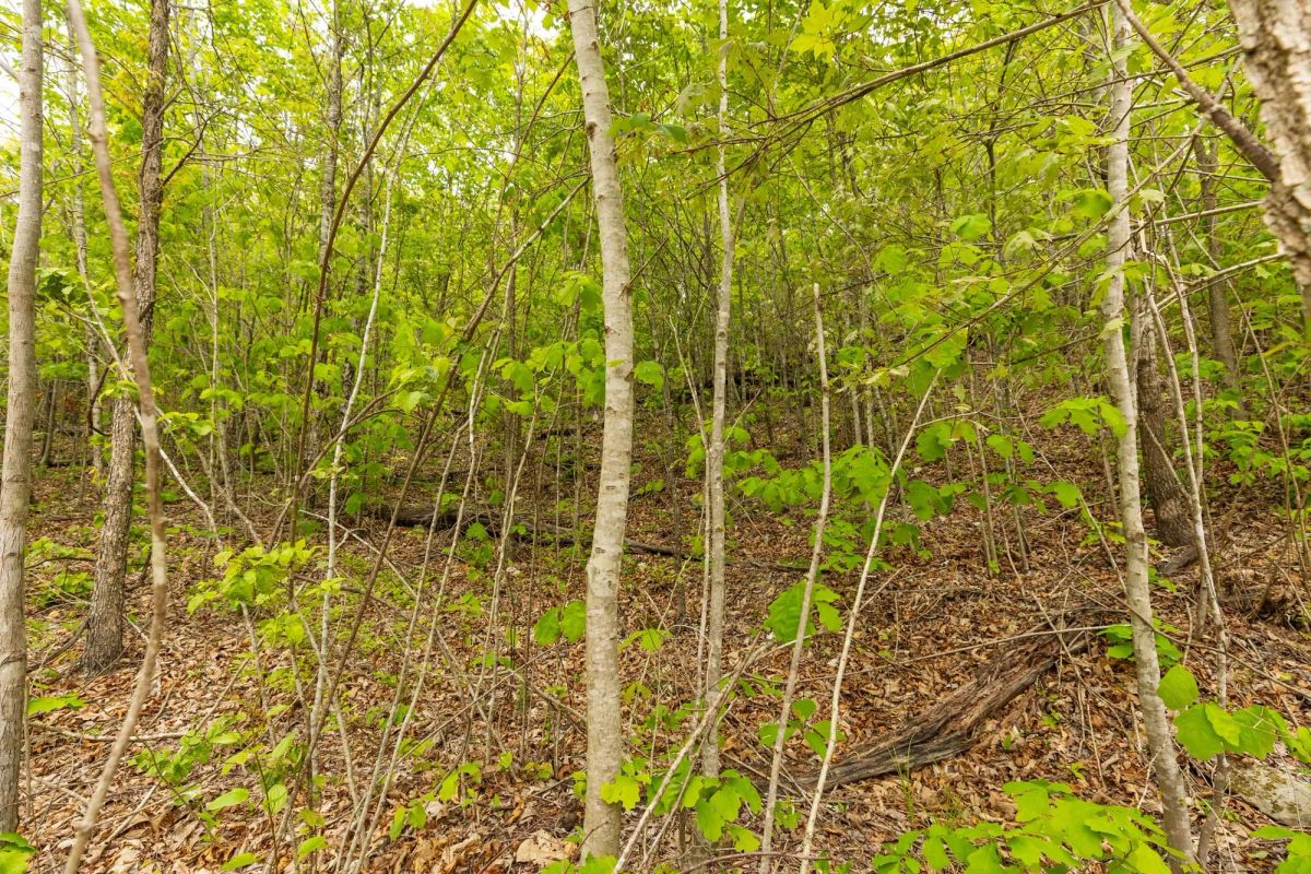 Decorative background for Double S Ranch Tract 7 image 11