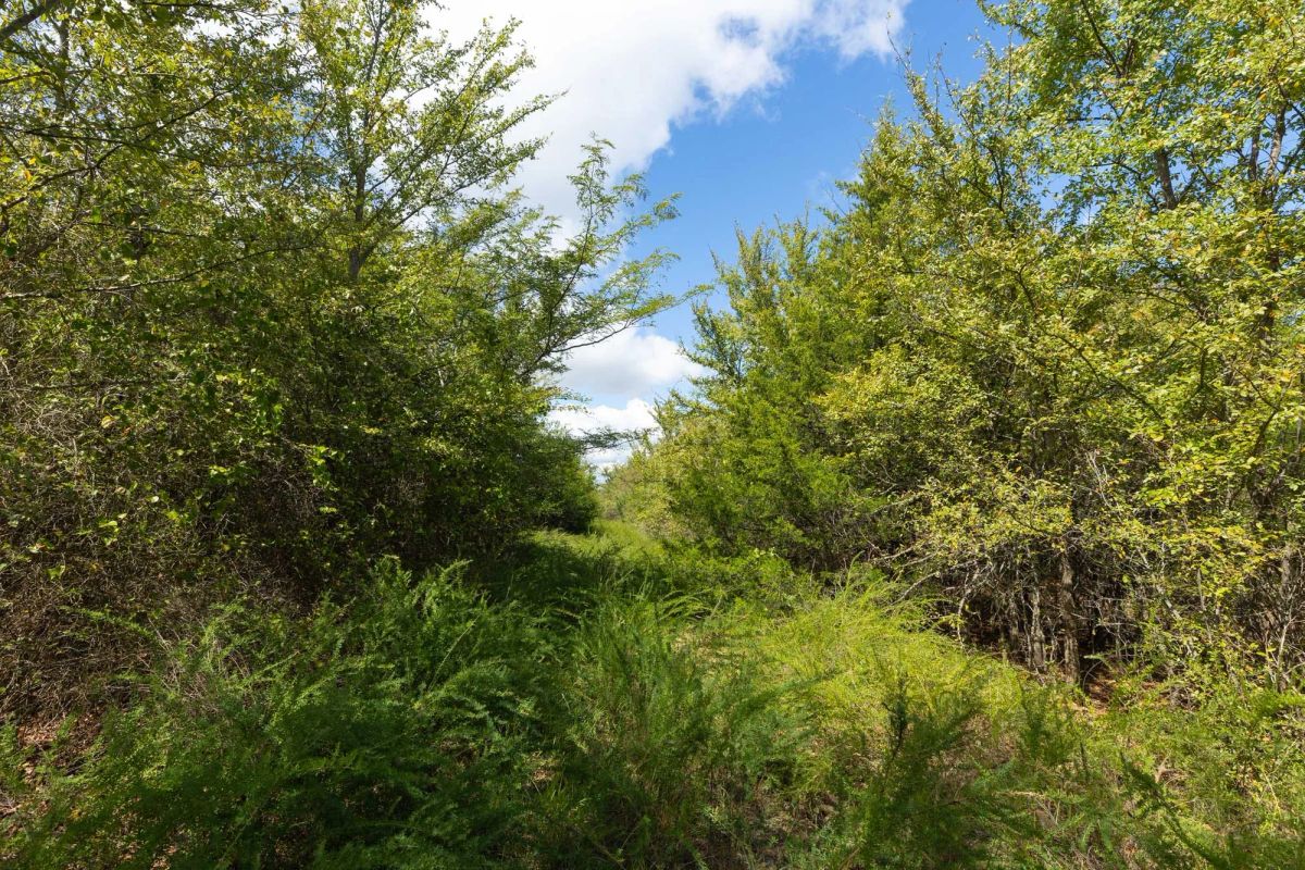 Decorative background for Reserves At Cattail Cove Phase II Tract 99 image 5