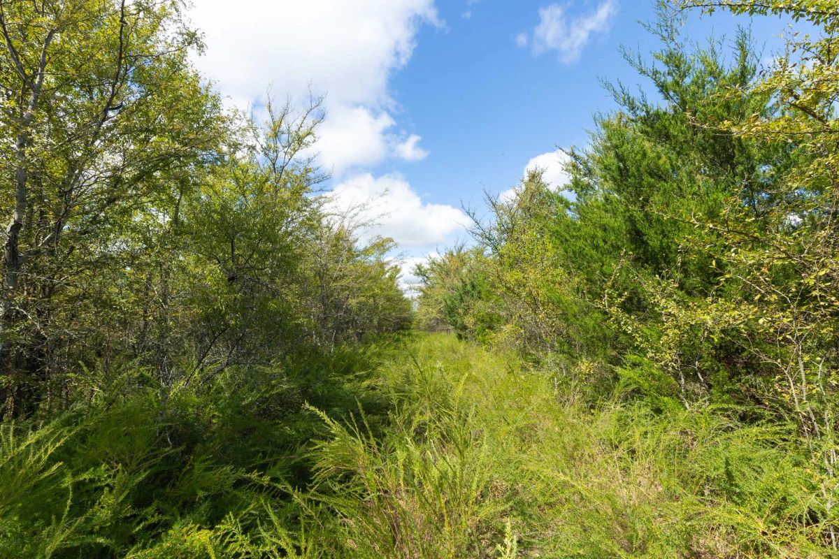 Decorative background for Reserves At Cattail Cove Phase II Tract 99 image 6