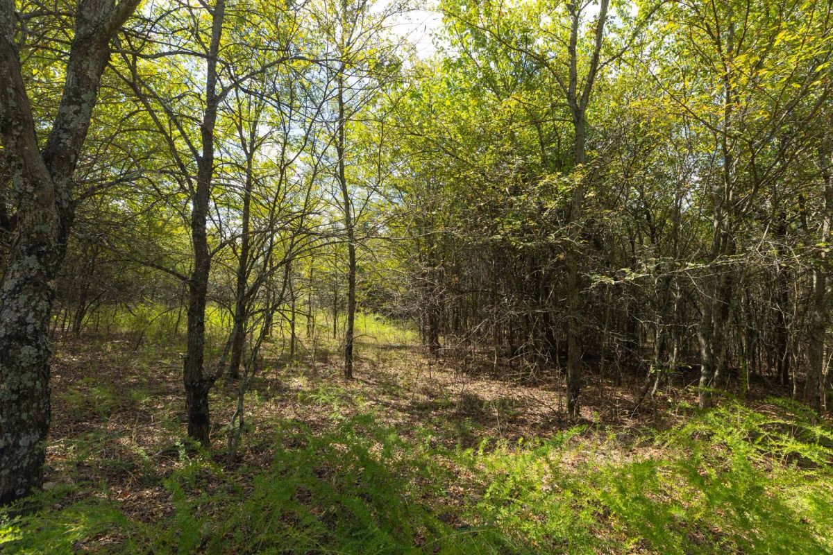Decorative background for Reserves At Cattail Cove Phase II Tract 99 image 7