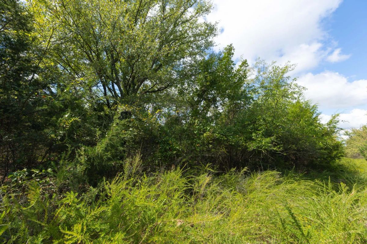 Decorative background for Reserves At Cattail Cove Phase II Tract 99 image 9