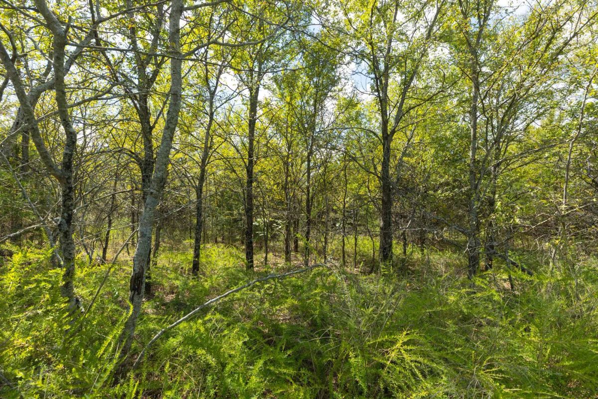 Decorative background for Reserves At Cattail Cove Phase II Tract 99 image 12