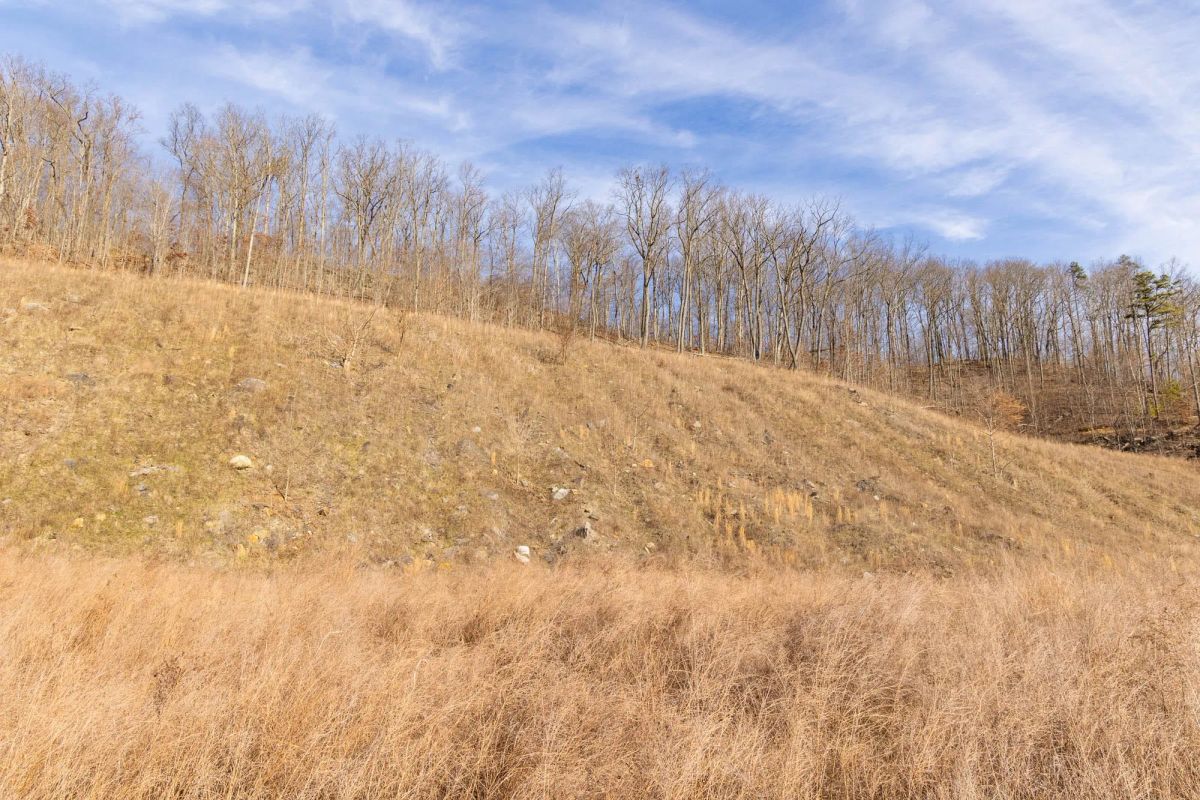 Decorative background for Jade Pass Tract 16 image 6