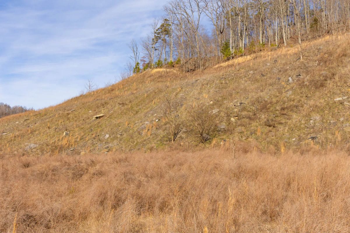 Decorative background for Jade Pass Tract 16 image 9