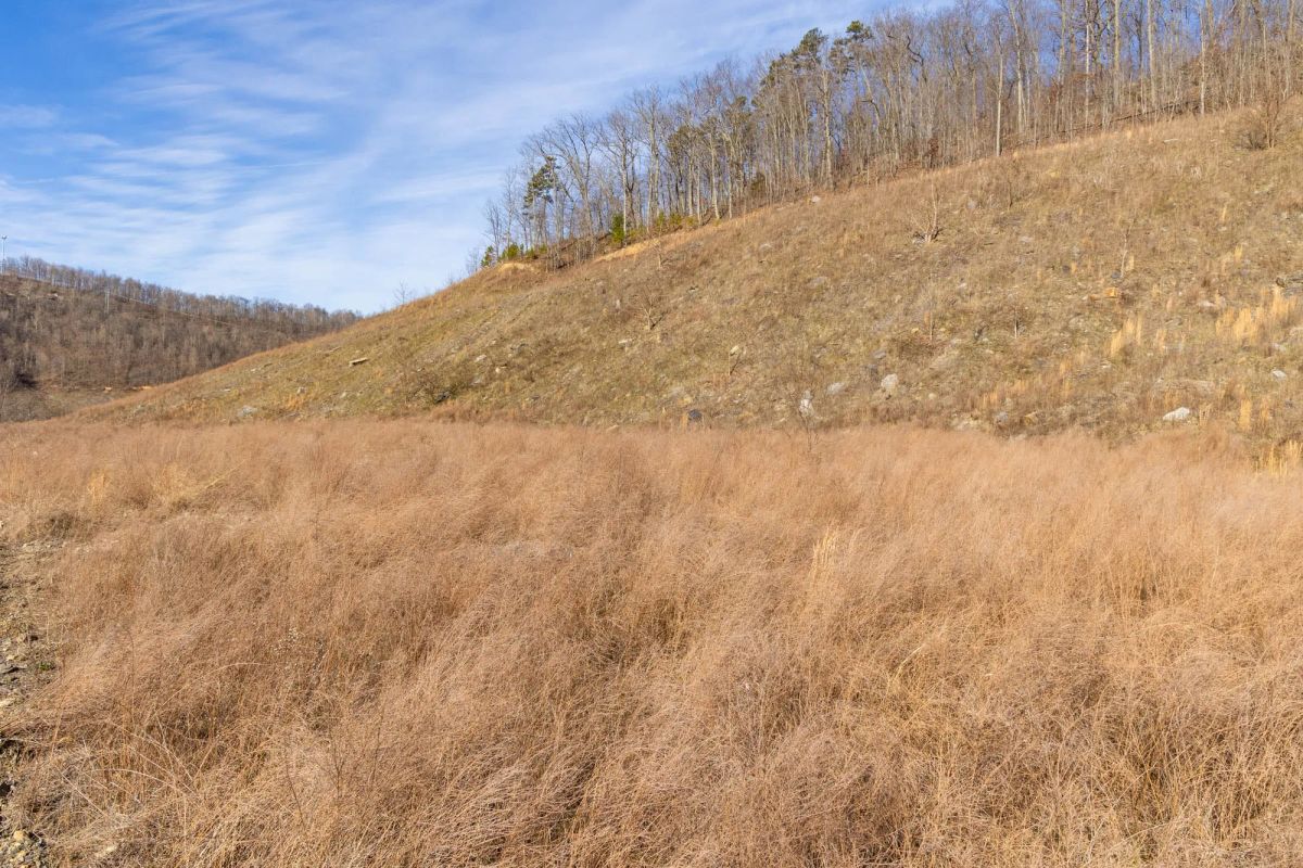 Decorative background for Jade Pass Tract 16 image 10