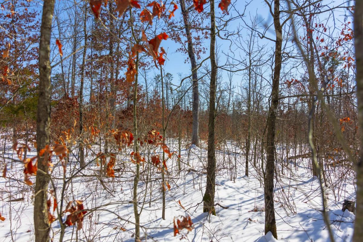 Decorative background for Sleepy Hollow Phase I Tract 4 image 7