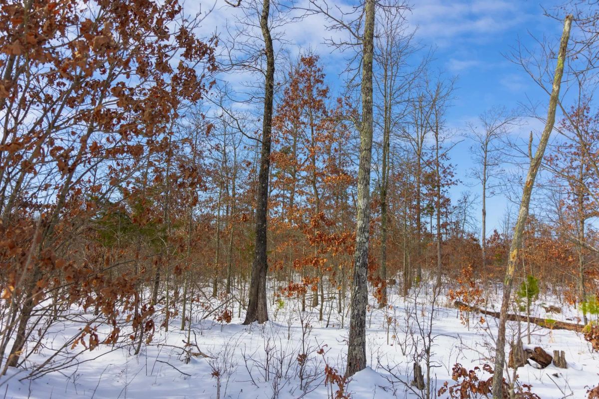 Decorative background for Sleepy Hollow Phase I Tract 4 image 8