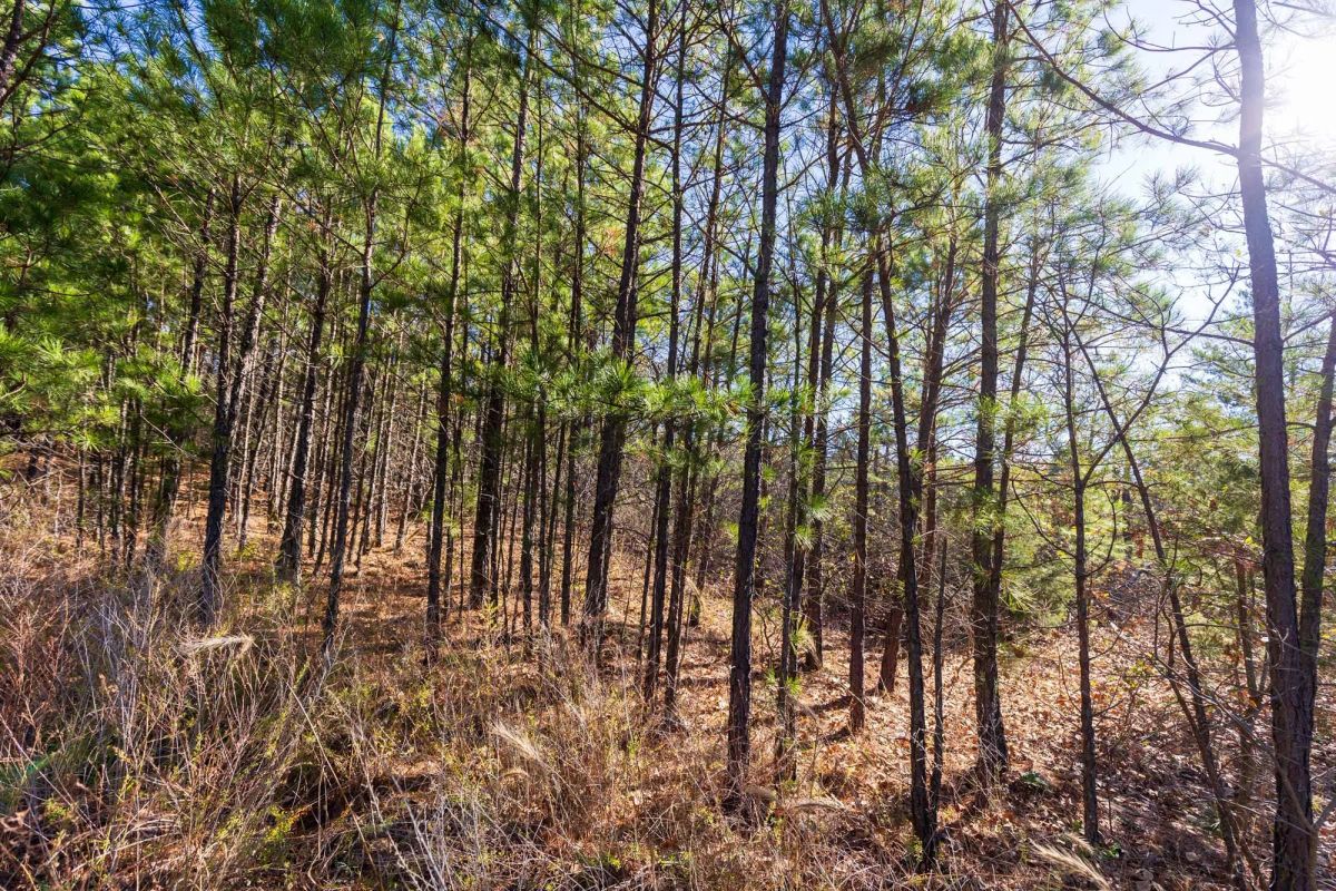 Stone Bridge Reserve Tract 6 - Image 2