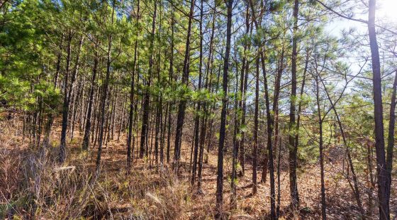 Stone Bridge Reserve Tract 6 in Haskell County, OK