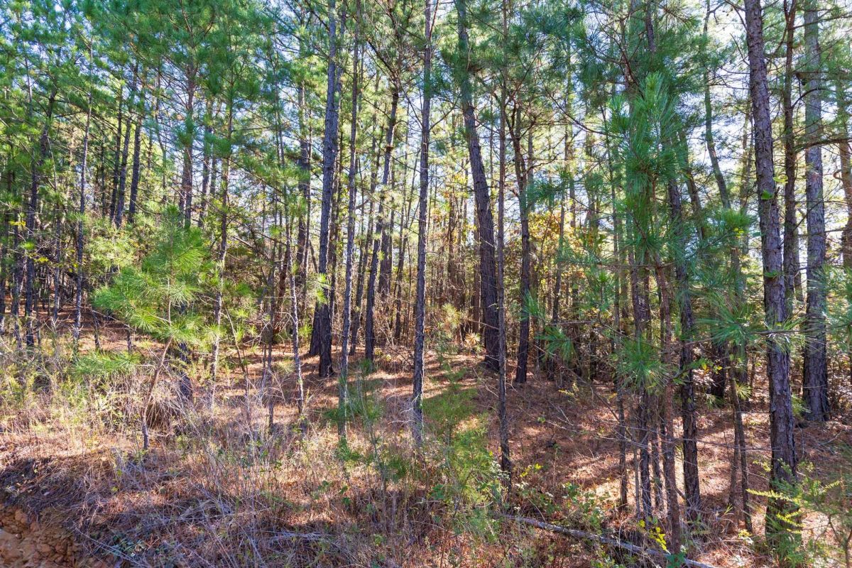 Decorative background for Stone Bridge Reserve Tract 6 image 5
