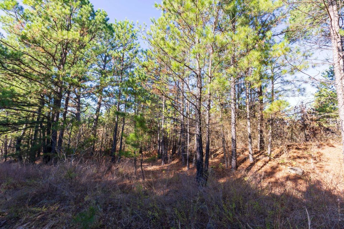 Decorative background for Stone Bridge Reserve Tract 6 image 6