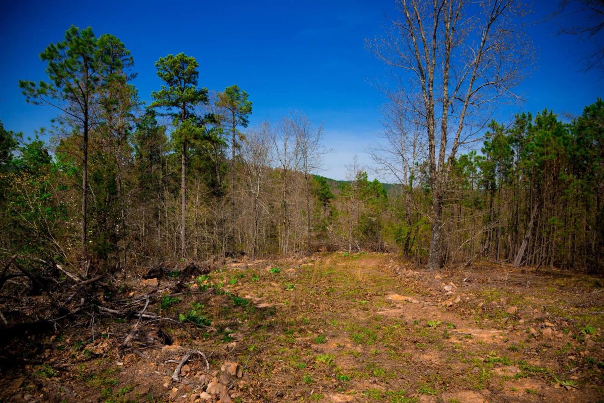 Decorative background for Stone Creek Phase II Tract 223 image 9