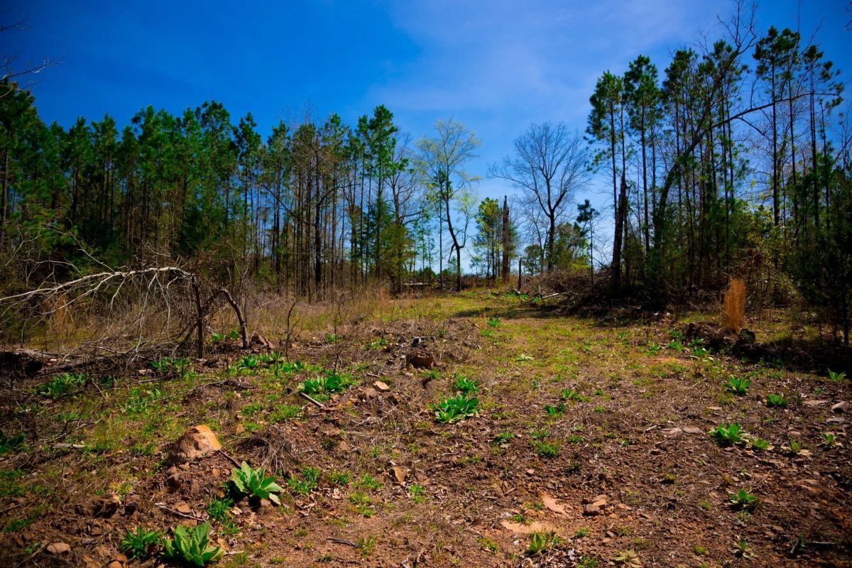 Decorative background for Stone Creek Phase II Tract 223 image 10