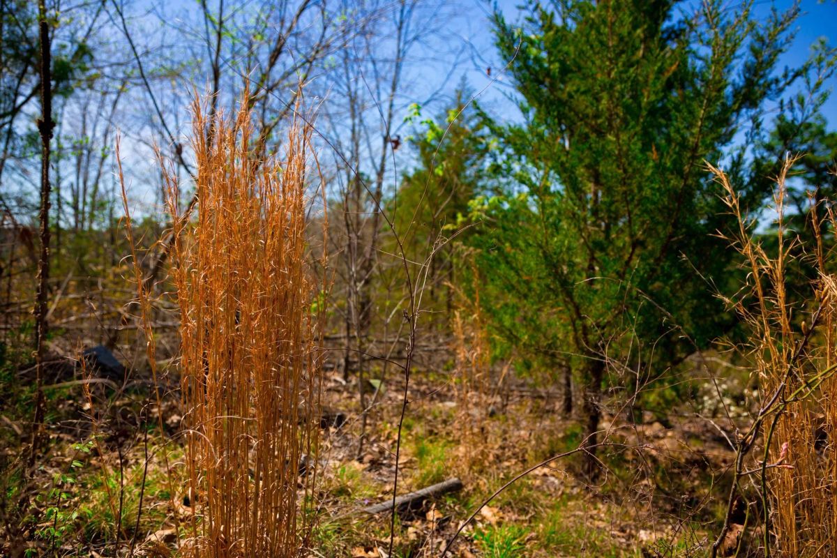Decorative background for Stone Creek Phase II Tract 223 image 13