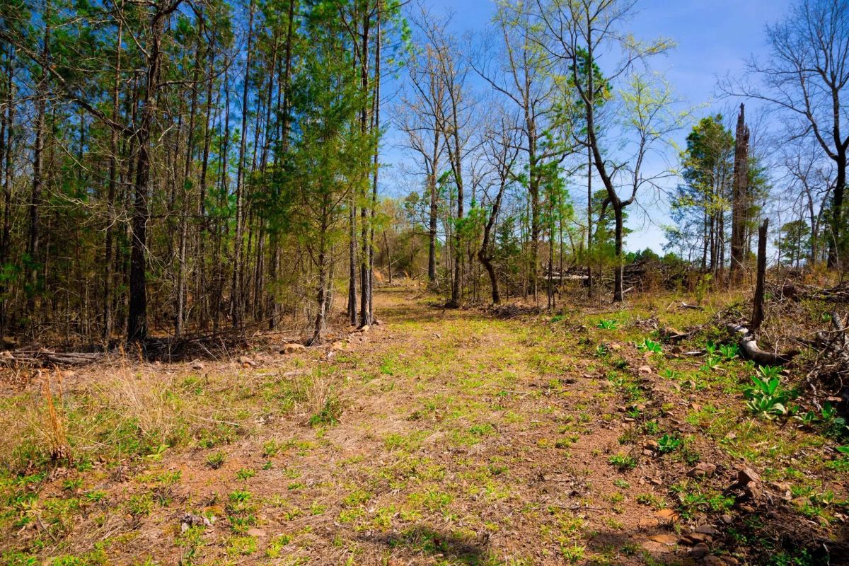 Decorative background for Stone Creek Phase II Tract 223 image 14