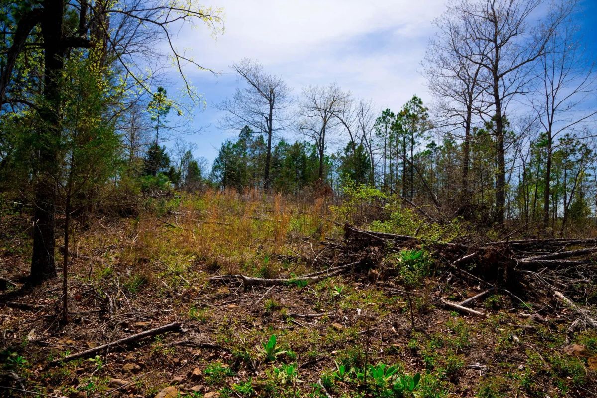 Decorative background for Stone Creek Phase II Tract 223 image 15