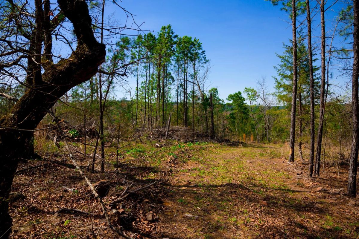 Decorative background for Stone Creek Phase II Tract 223 image 16