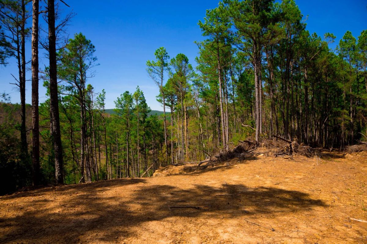 Decorative background for Stone Creek Phase II Tract 223 image 18