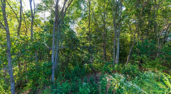 Redemption Ridge Tract 2 in Wayne County, TN