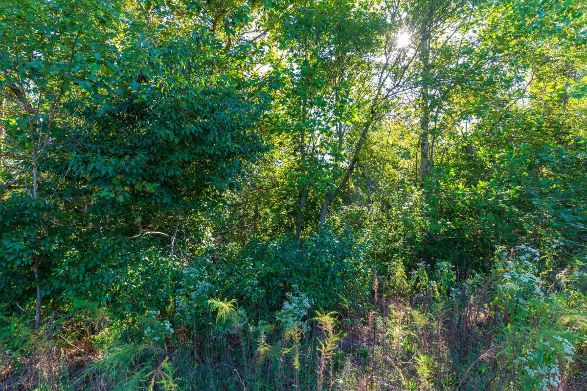 Decorative background for Redemption Ridge Tract 2 image 6