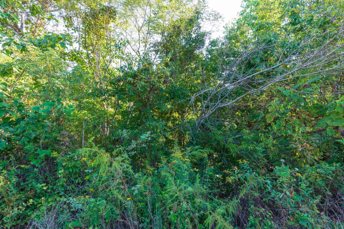 Decorative background for Redemption Ridge Tract 2 image 7