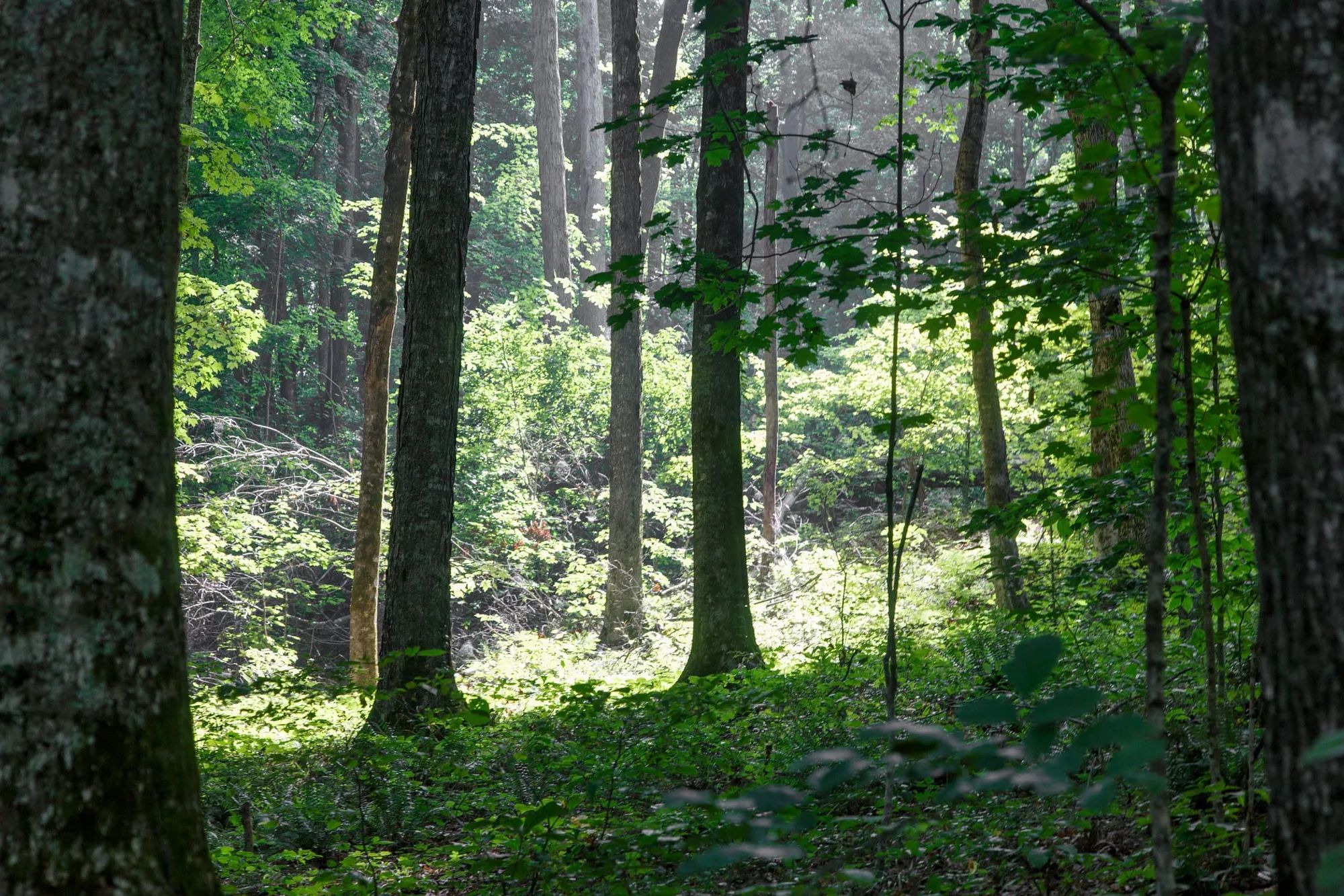Rolling Hills Tract 15 in Wayne County, KY