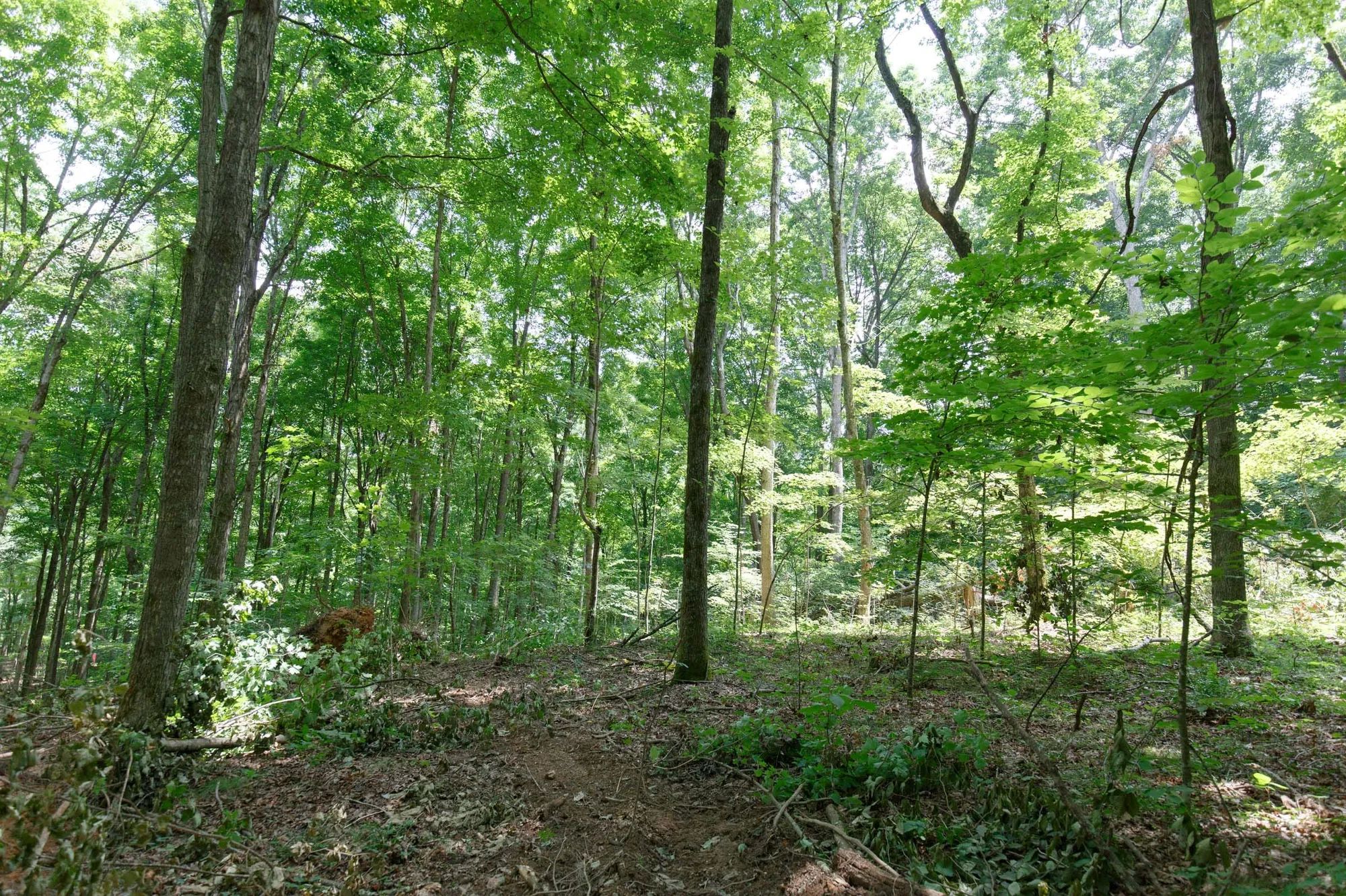 Rolling Hills Tract 15 in Wayne County, KY