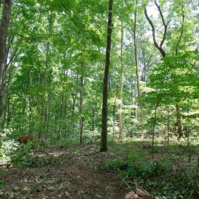 Rolling Hills Tract 15 in Wayne County, KY