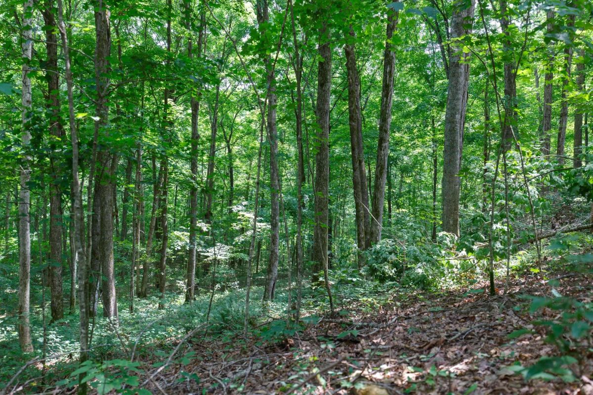 Decorative background for Rolling Hills Tract 15 image 5