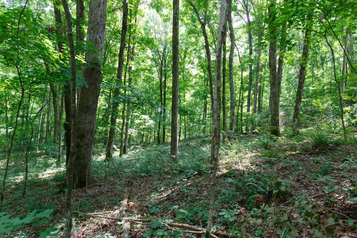 Decorative background for Rolling Hills Tract 15 image 7