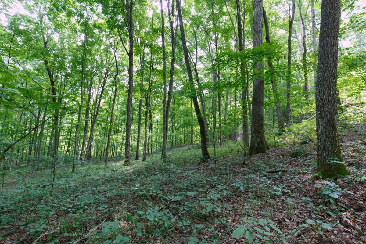 Decorative background for Rolling Hills Tract 15 image 8