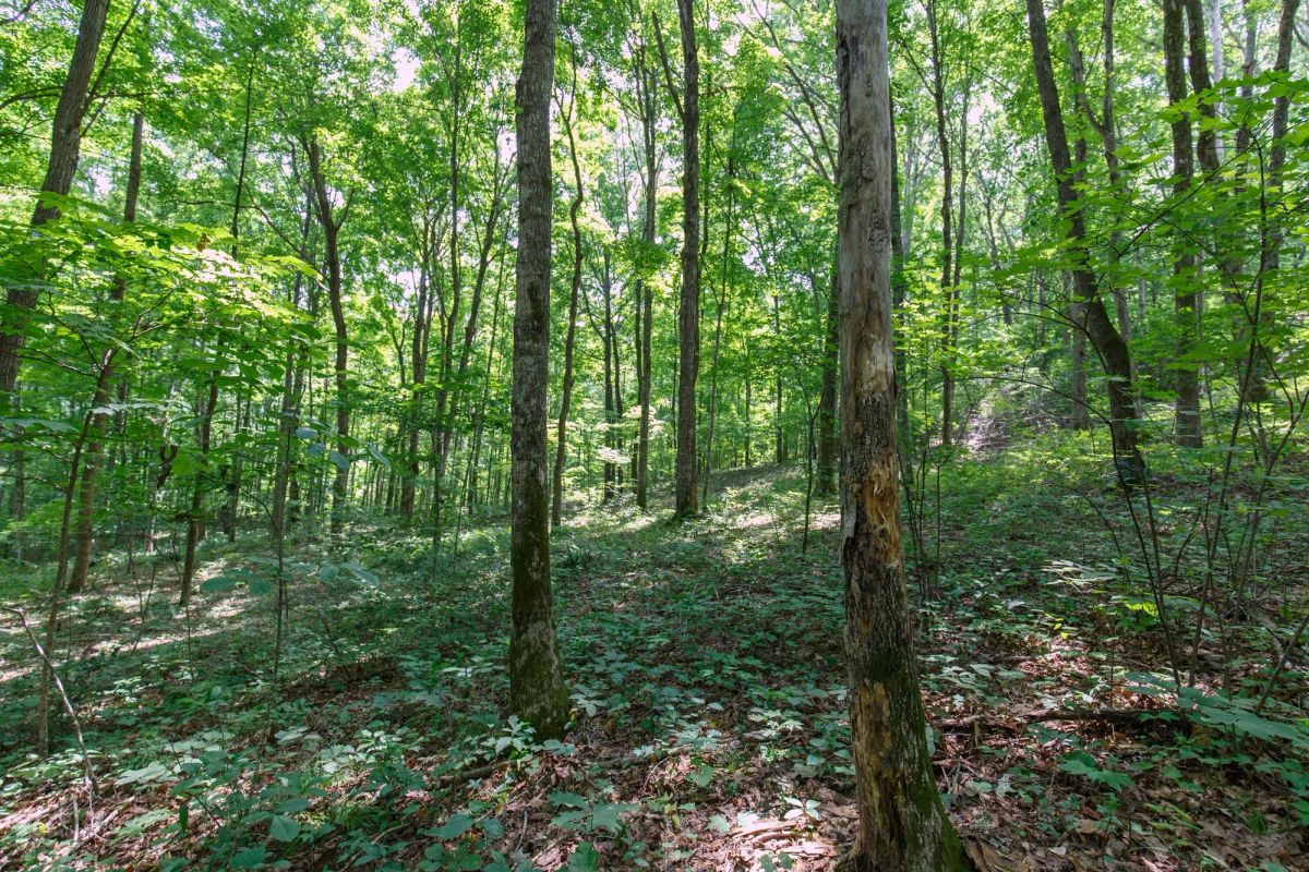 Decorative background for Rolling Hills Tract 15 image 10