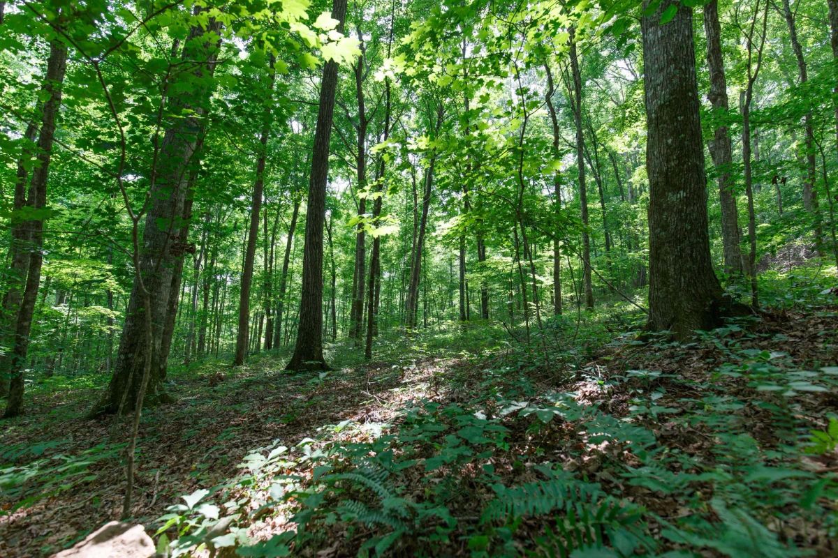 Decorative background for Rolling Hills Tract 15 image 11
