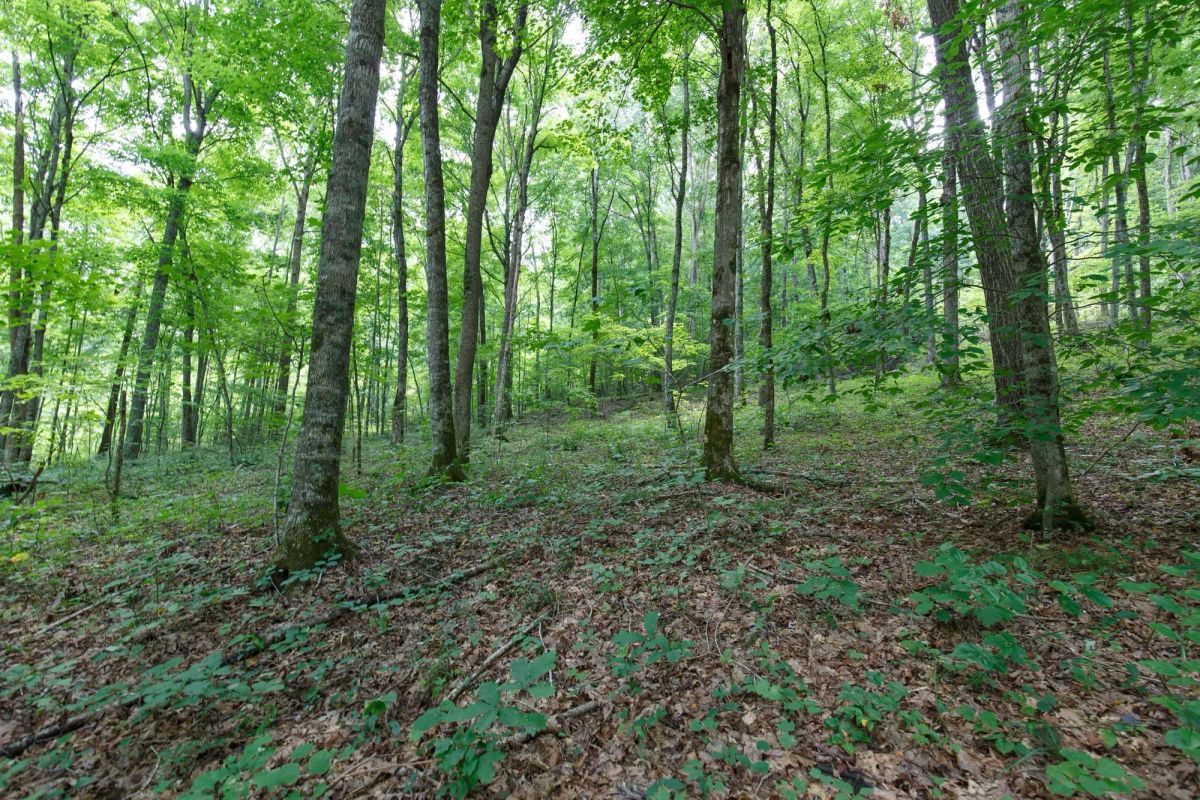 Decorative background for Rolling Hills Tract 15 image 13