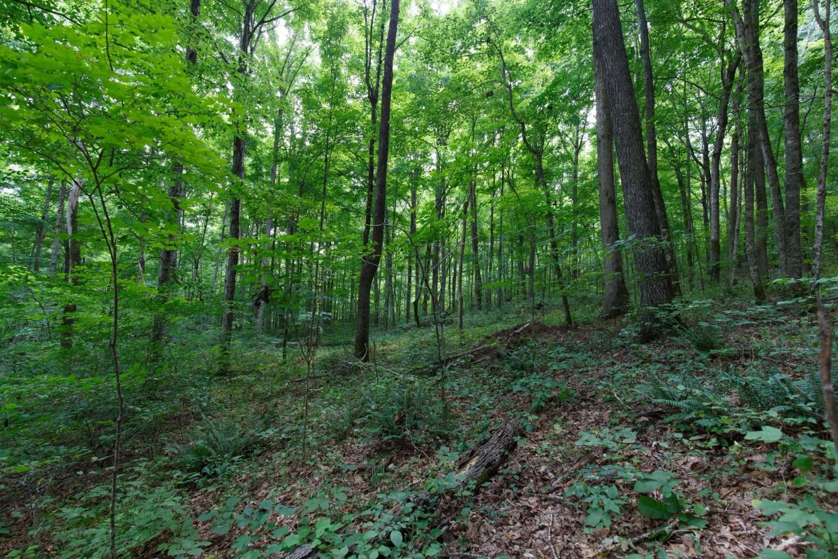 Decorative background for Rolling Hills Tract 15 image 14
