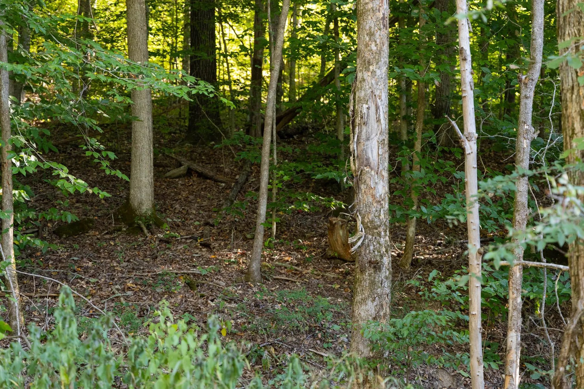 Big White Oak Tract 83 in Perry County, TN
