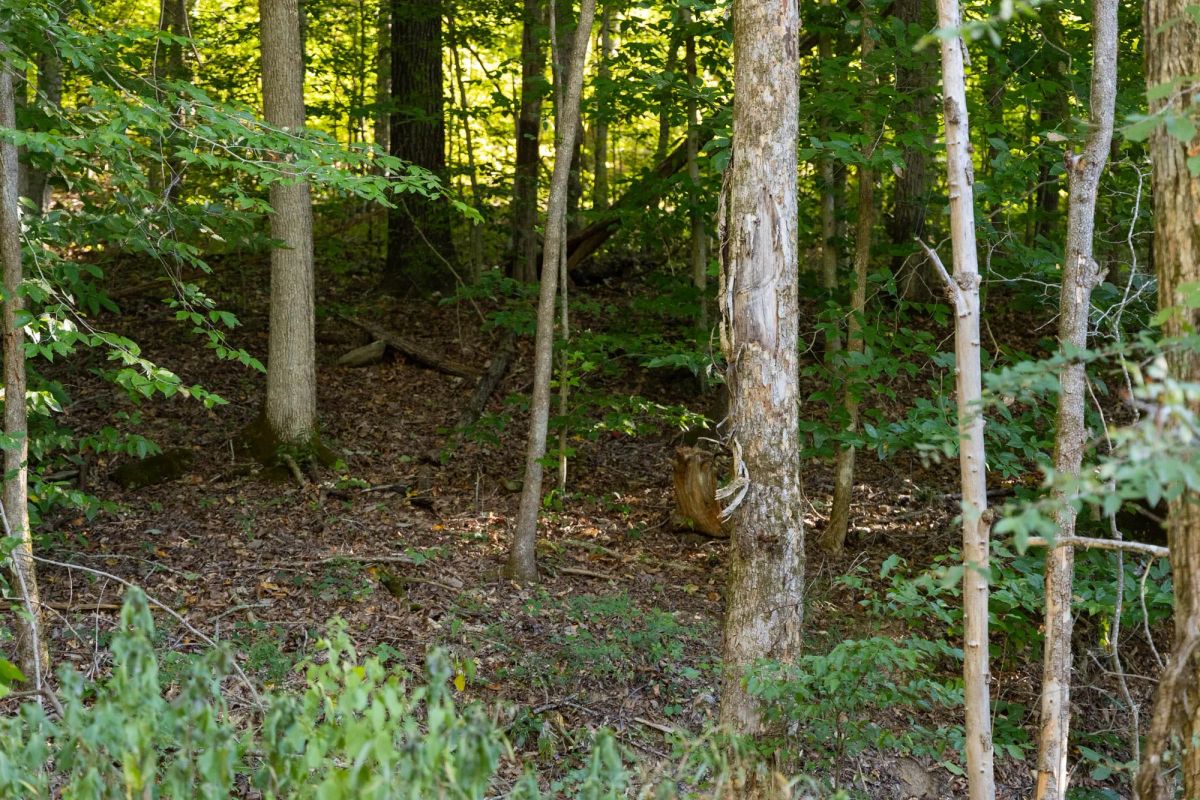 Big White Oak Tract 83 - Image 2