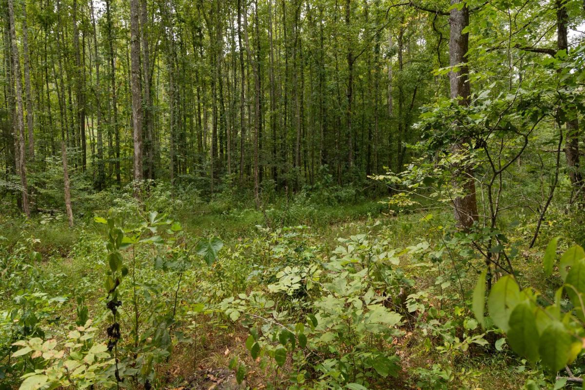 Big White Oak Tract 83 - Image 3