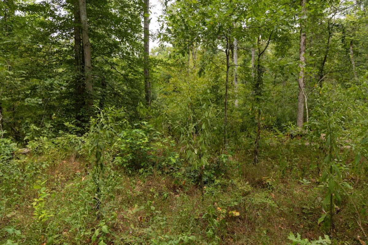 Decorative background for Big White Oak Tract 83 image 5