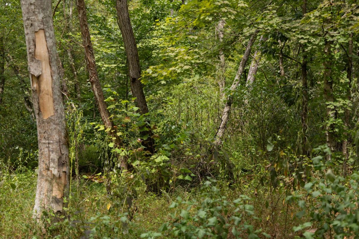 Decorative background for Big White Oak Tract 83 image 6